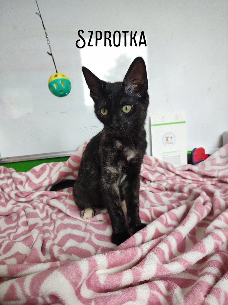 {{ item.nazwa }}